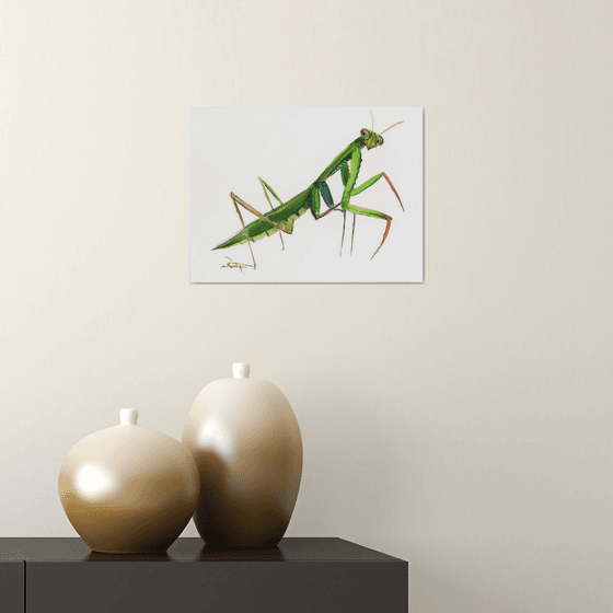 Praying Mantis