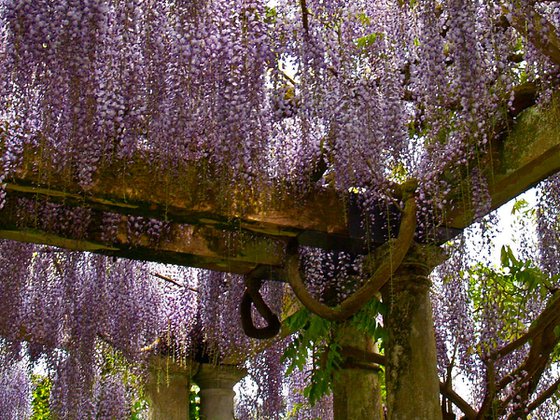 Wisteria Pergola