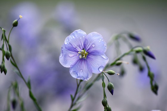 Wet blue flax