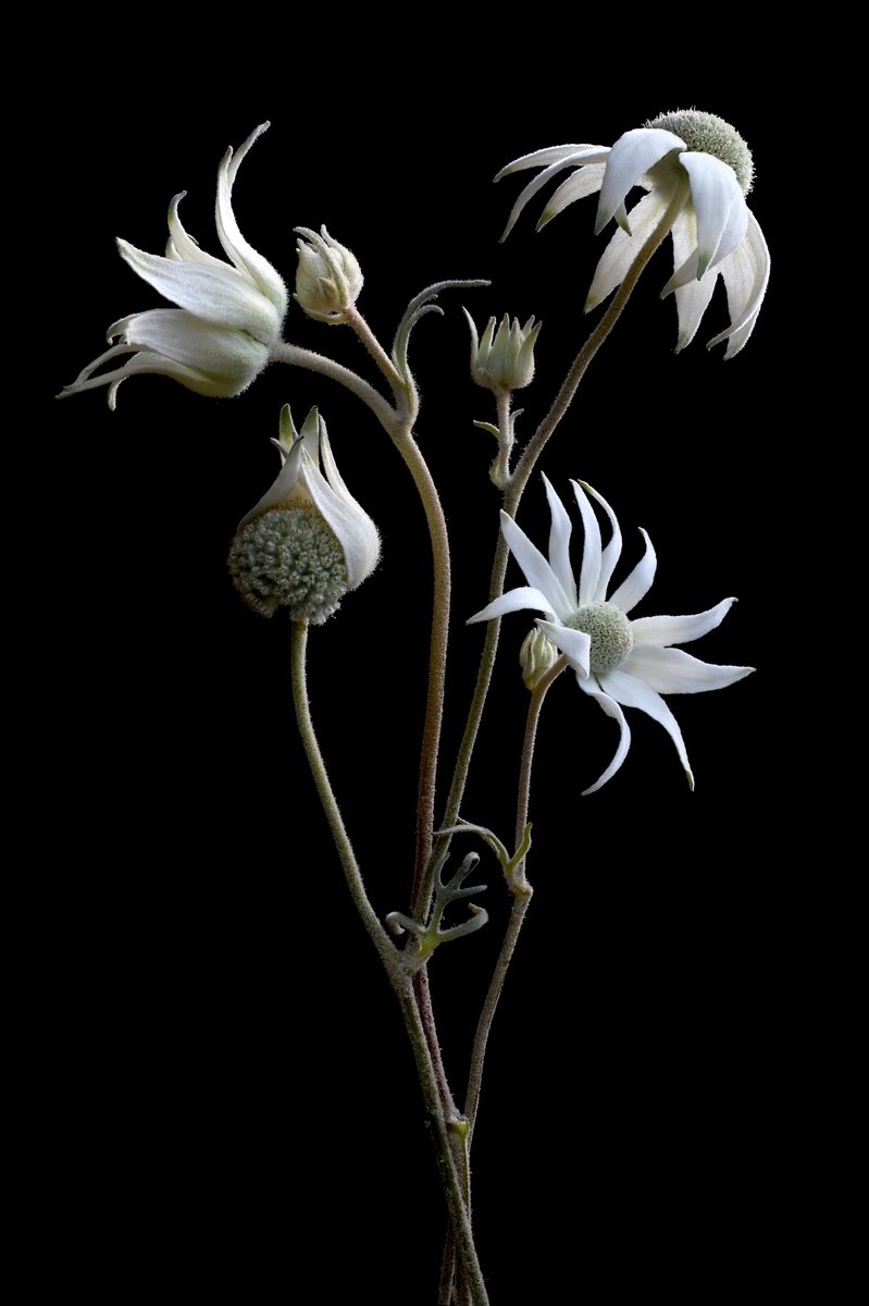Photorealistic Photograph , Flannel Flower By Nadia Culph, 24 X 35, Artwork For Sale On Artfinder