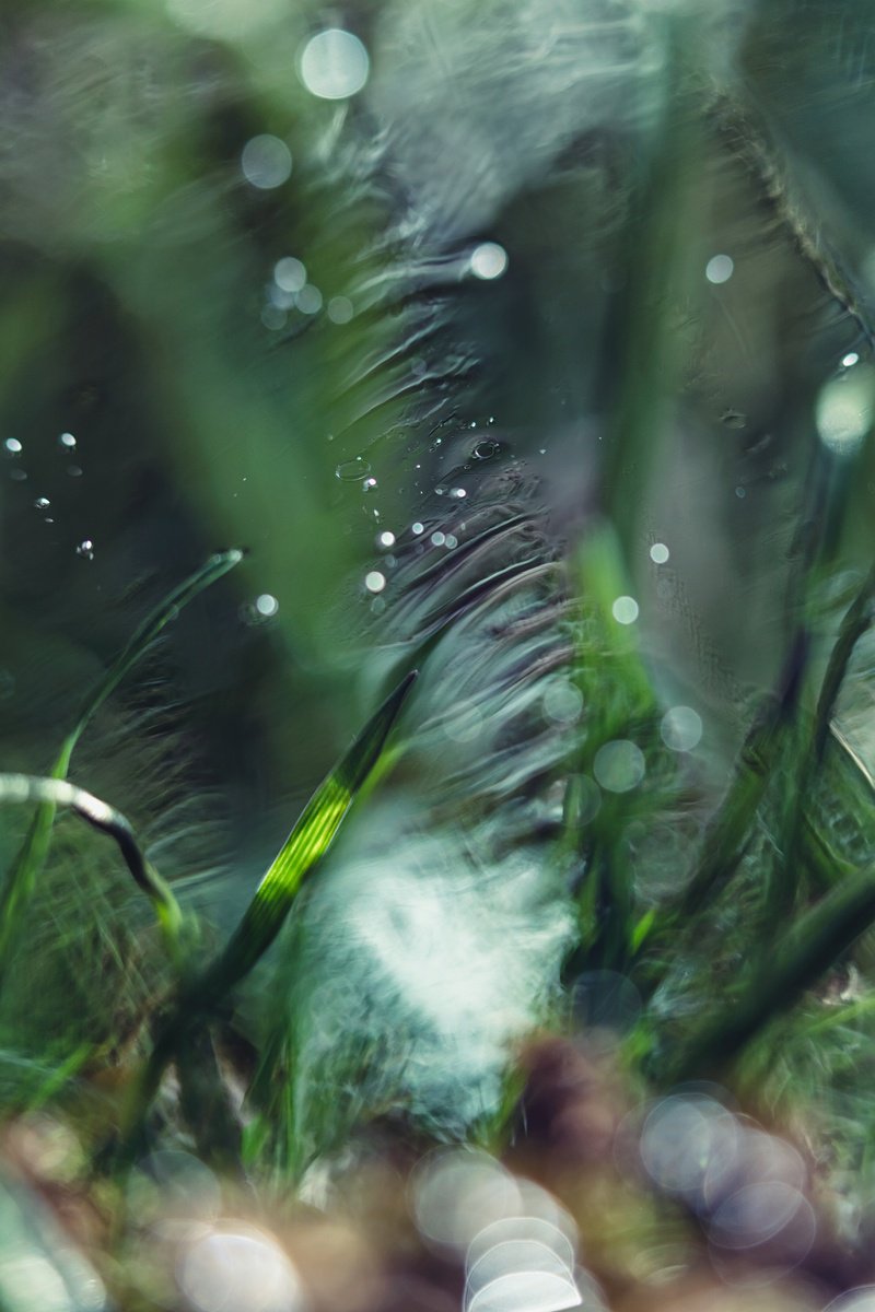 Organic Botanical Photograph By Inna Etuvgi, 17 X 25, In Between, Original Artwork