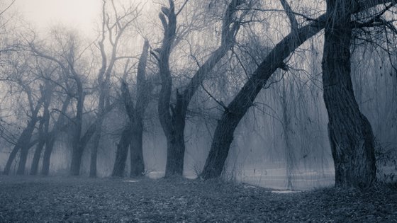 Trees in the fog