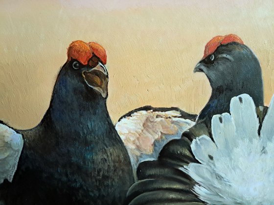 BLACK GROUSE ON THE LEK / MAN-TO-MAN TALK
