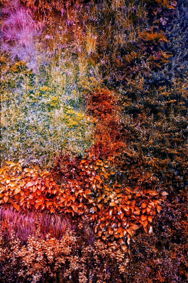 Wall of Nature IV (Small Edition) by Viet Ha Tran