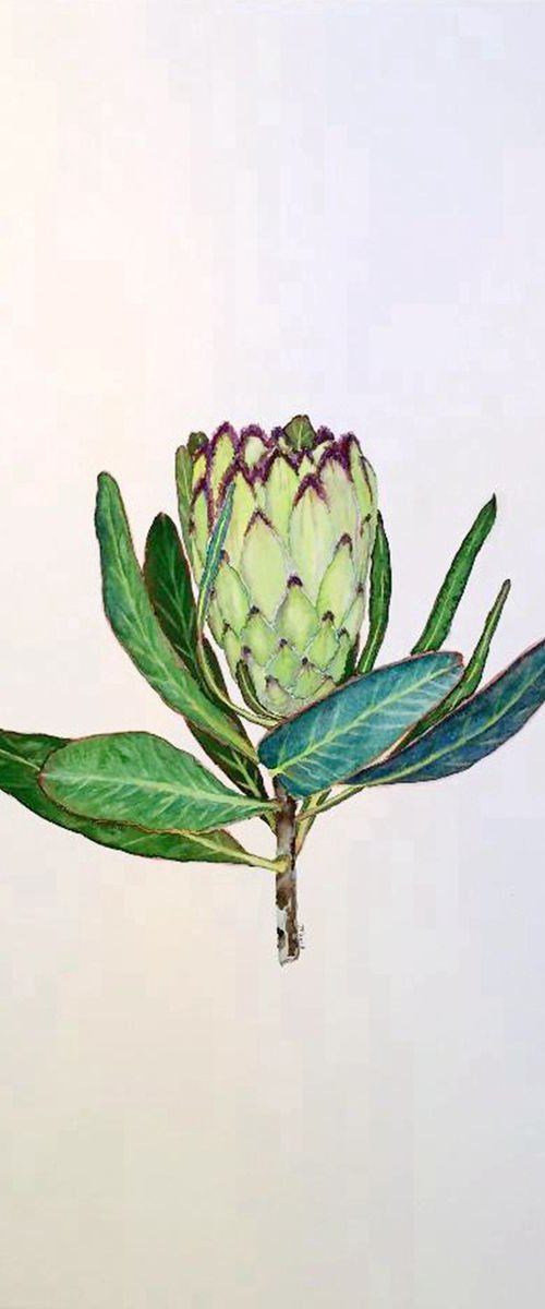 Protea neriifolia' Limelight' by Jing Tian