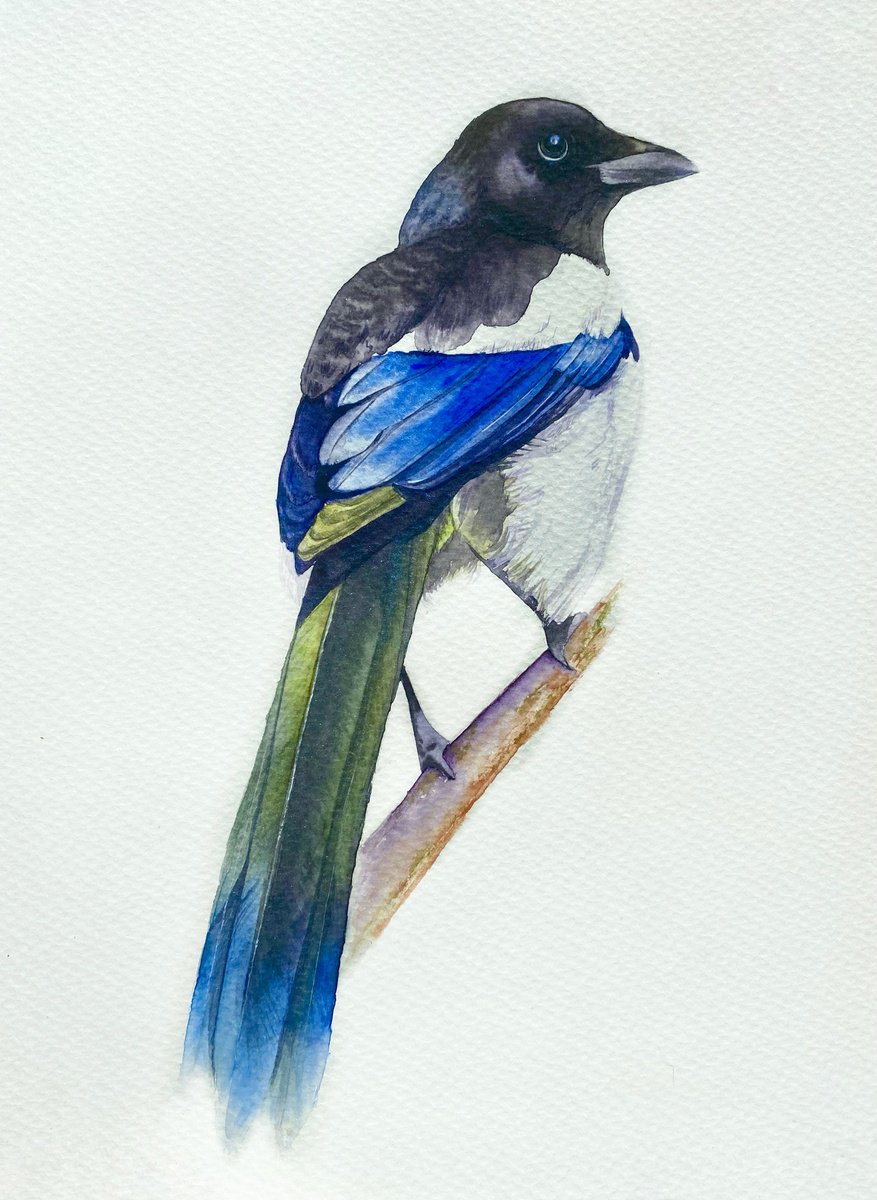 Watercolour bird magpie sitting on a branch in the rays of the sun 4 by Tetiana Savchenko