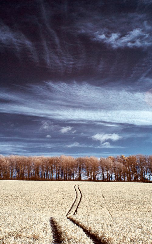 Colonnade Of Trees #5, Kithurst Hill by Ed Watts