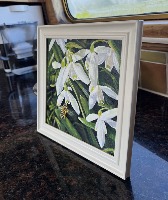 Snowdrops and Bee