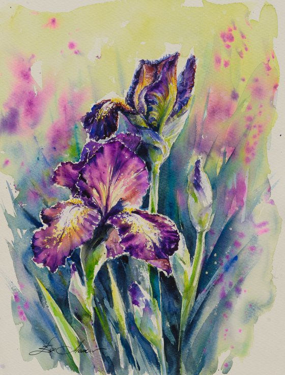 Iris