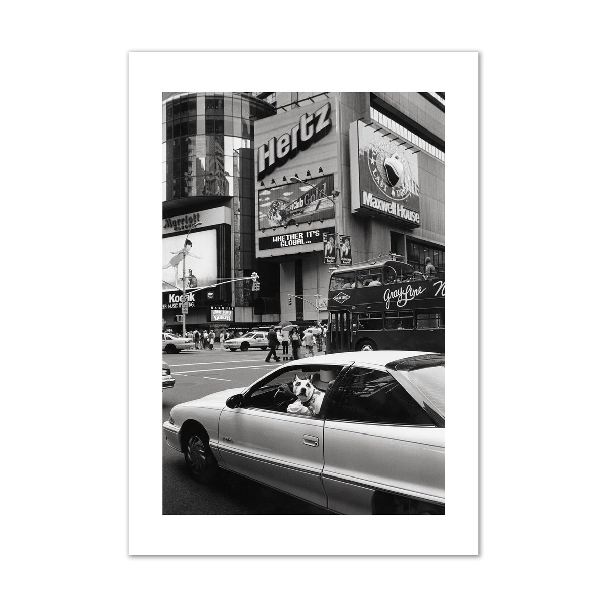 Animal Photograph By John Angerson Studio, 12 X 16, Times Square, New York, Usa., Original Artwork
