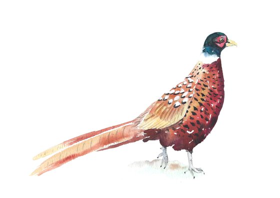 Pheasant bird,  Watercolour