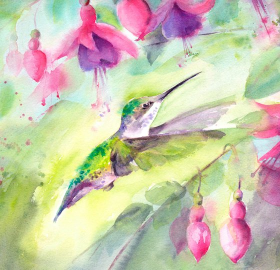 Hummingbird amongst fuchsia, Original watercolour painting