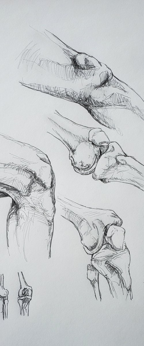 "Layers of the Knee" - Anatomical - Medical - Firgure by Katrina Case