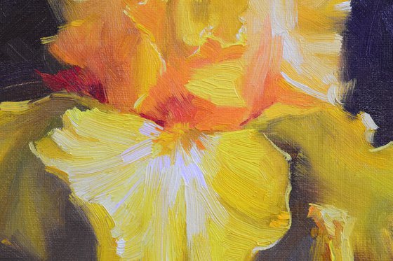 Yellow iris