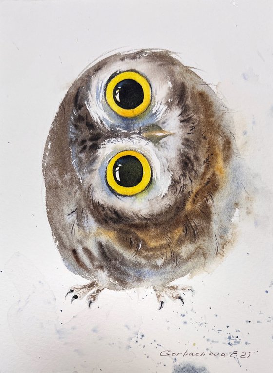 Little owl. Eyes of surprise.