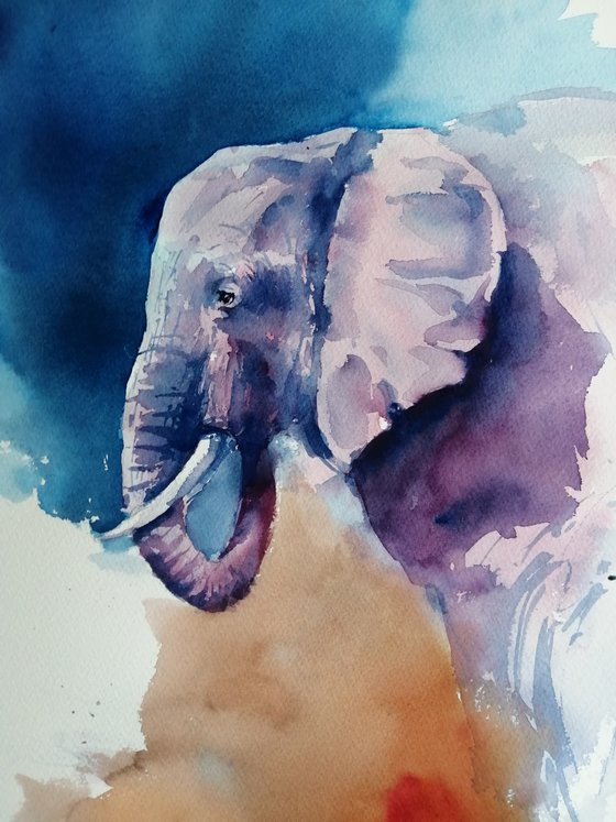 elephant 14