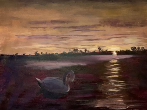 Swans At Sunset by Ryan  Louder