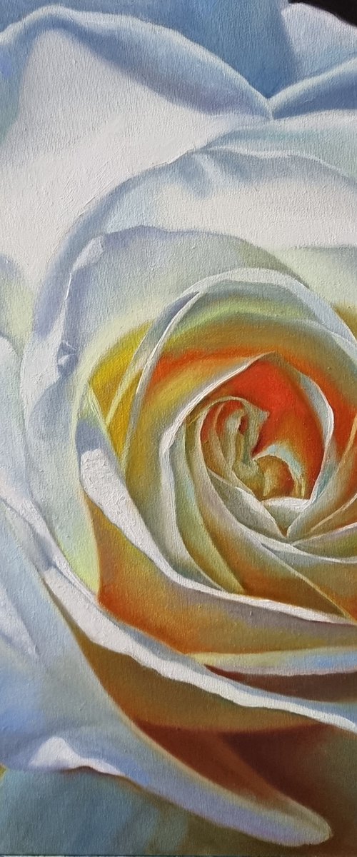 "Glowing."  rose flower by Anna Bessonova (Kotelnik)