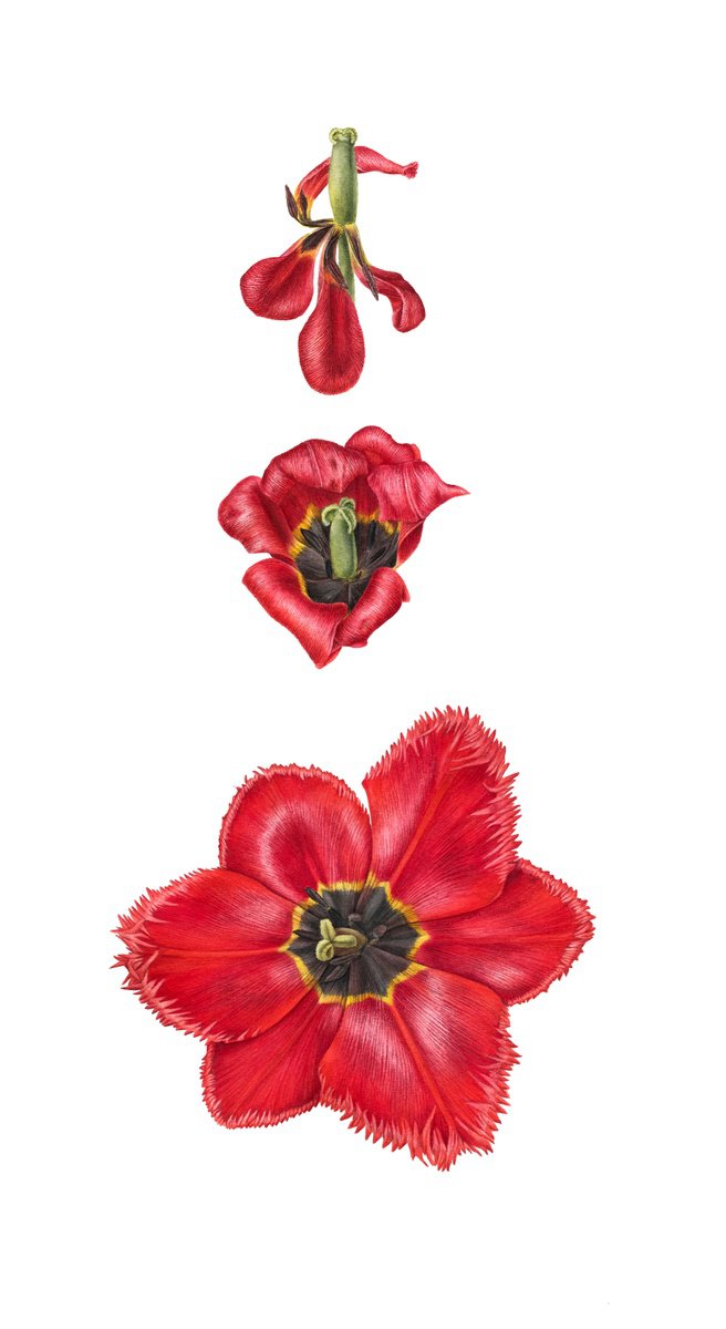 Photorealistic Botanical Watercolour By Alona Hrinchuk, 11 X 22, Red Tulip Life, Original Artwork