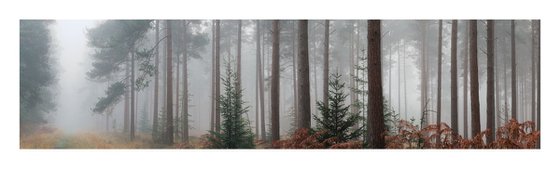 New Forest Pano III
