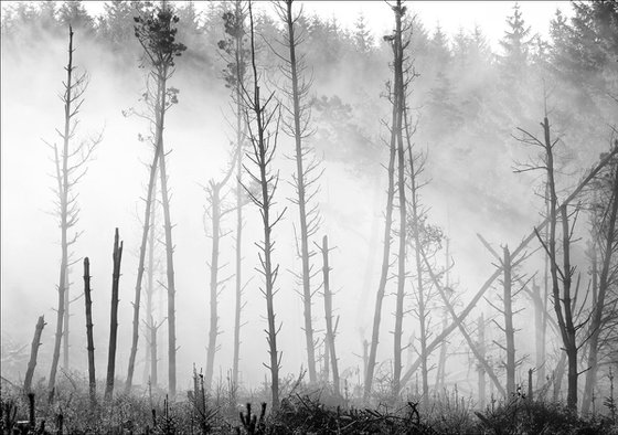 TreeScape in Morning Mist