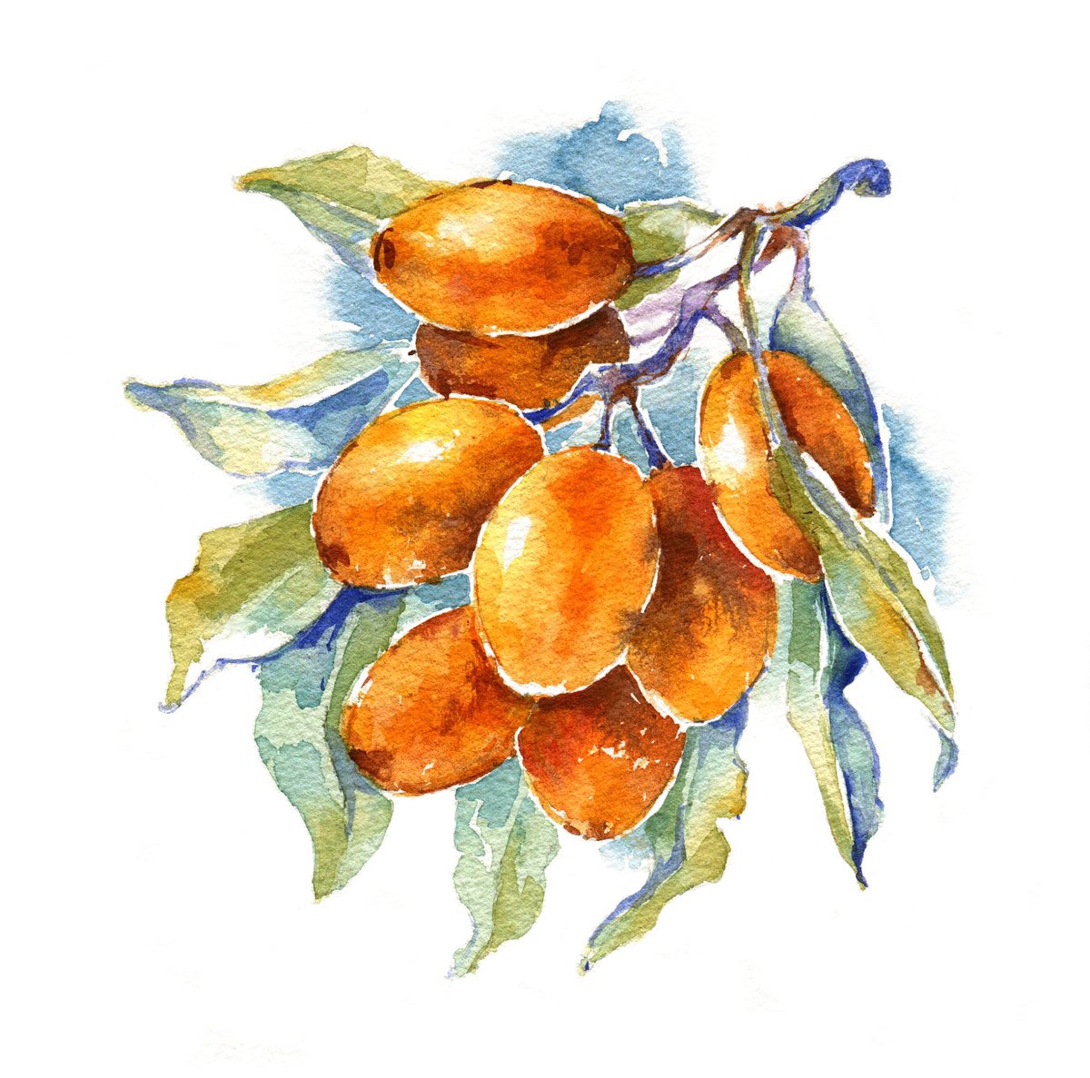 Sea buckthorn from the series of watercolor illustrations Berries by Ksenia Selianko