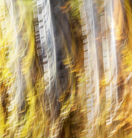 Birches (studio 6)