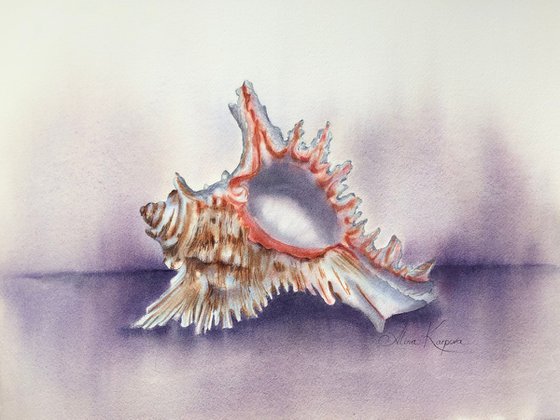 Sea shell still life