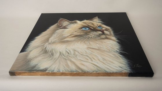 Gaze Into the Infinite — Siamese Cat Portrait