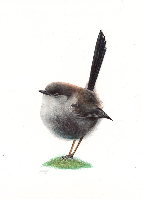 Superb Fairywren - Bird Portrait