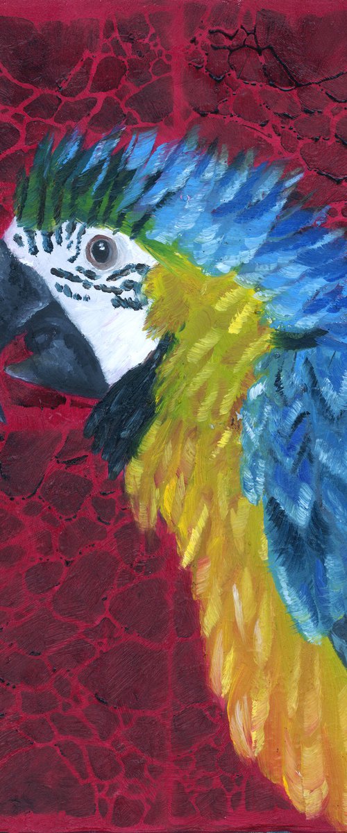 Macaw by Rebeca Fuchs