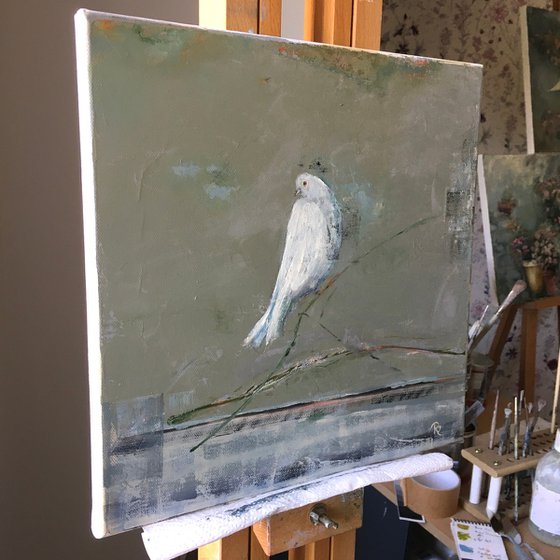 White, White Dove