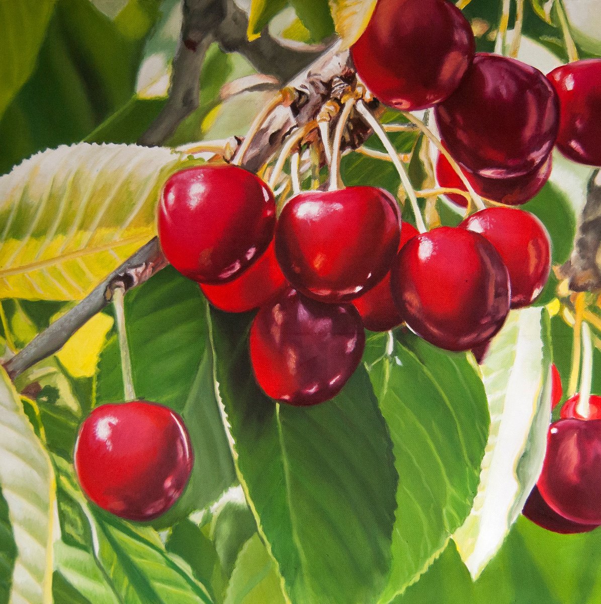 Photorealistic Oil Painting , Cherries By Simona Tsvetkova, 16 X 16, Artwork For Sale On Artfinder