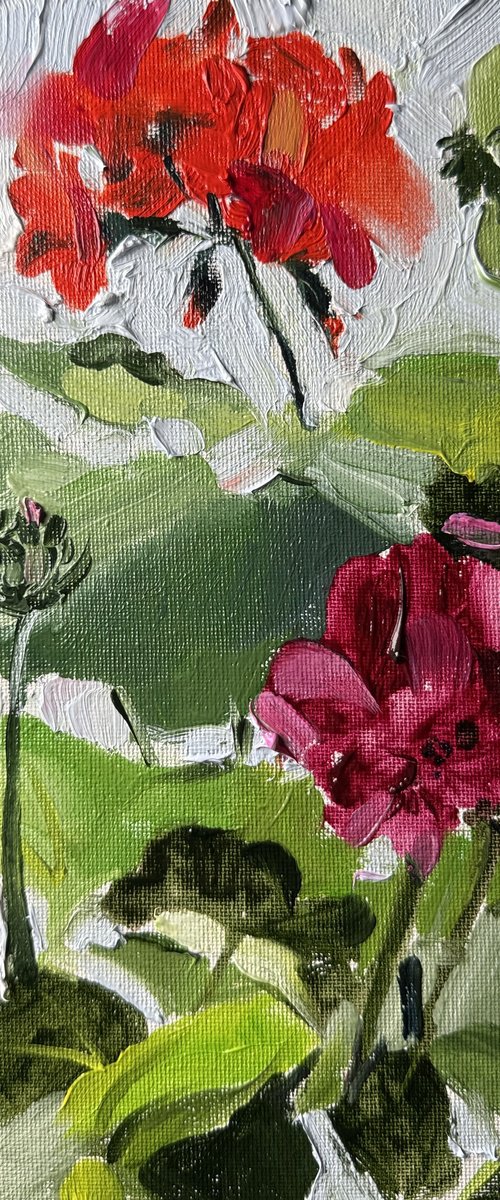 Geranium mini by Olena Hromova