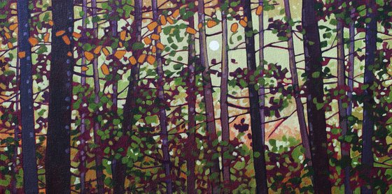 Light Through the Woods