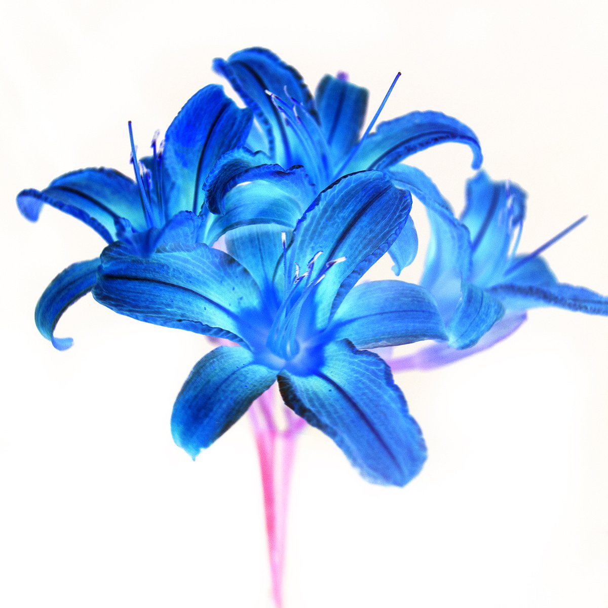Surrealistic Photograph , Lily 13 By Michael Filonow, 32 X 32, Artwork For Sale On Artfinder