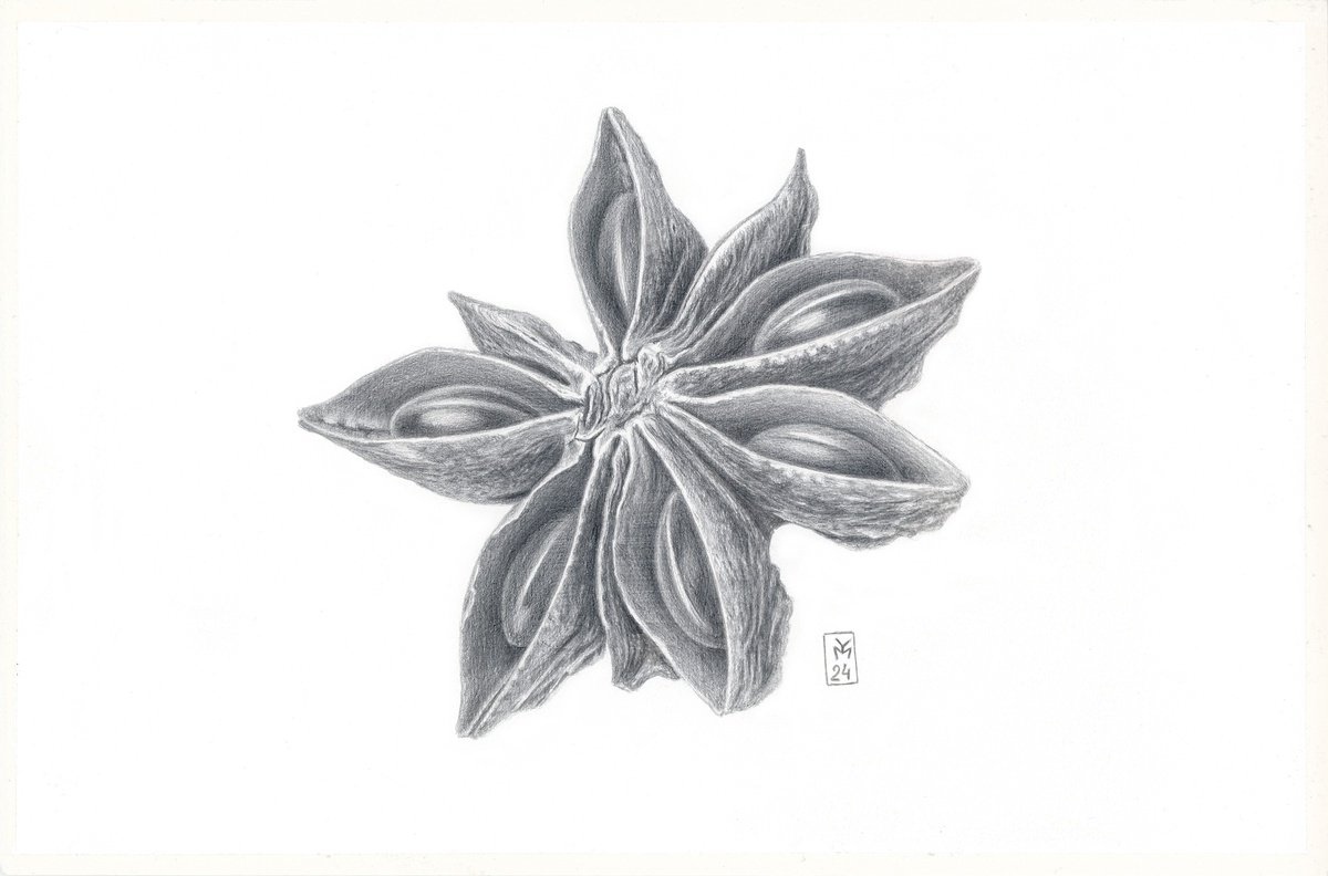 Graphic Botanical Drawing By Yuliia Moiseieva, 11 X 7", Star Anise Silverpoint, Original Artwork