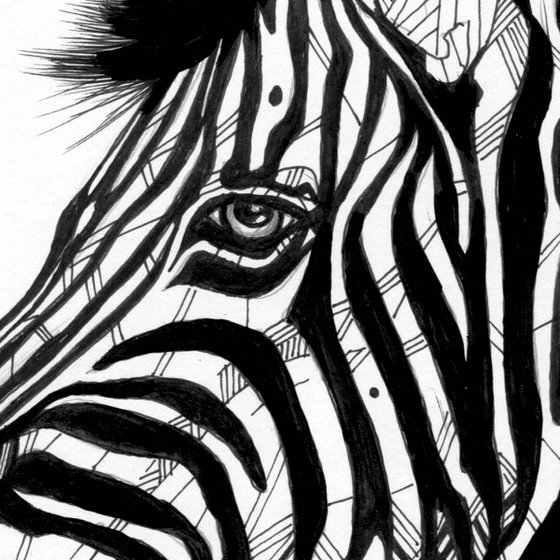 Zebra