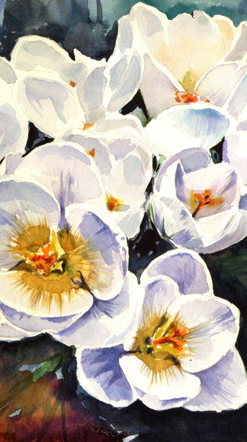 First crocus by Kovács Anna Brigitta
