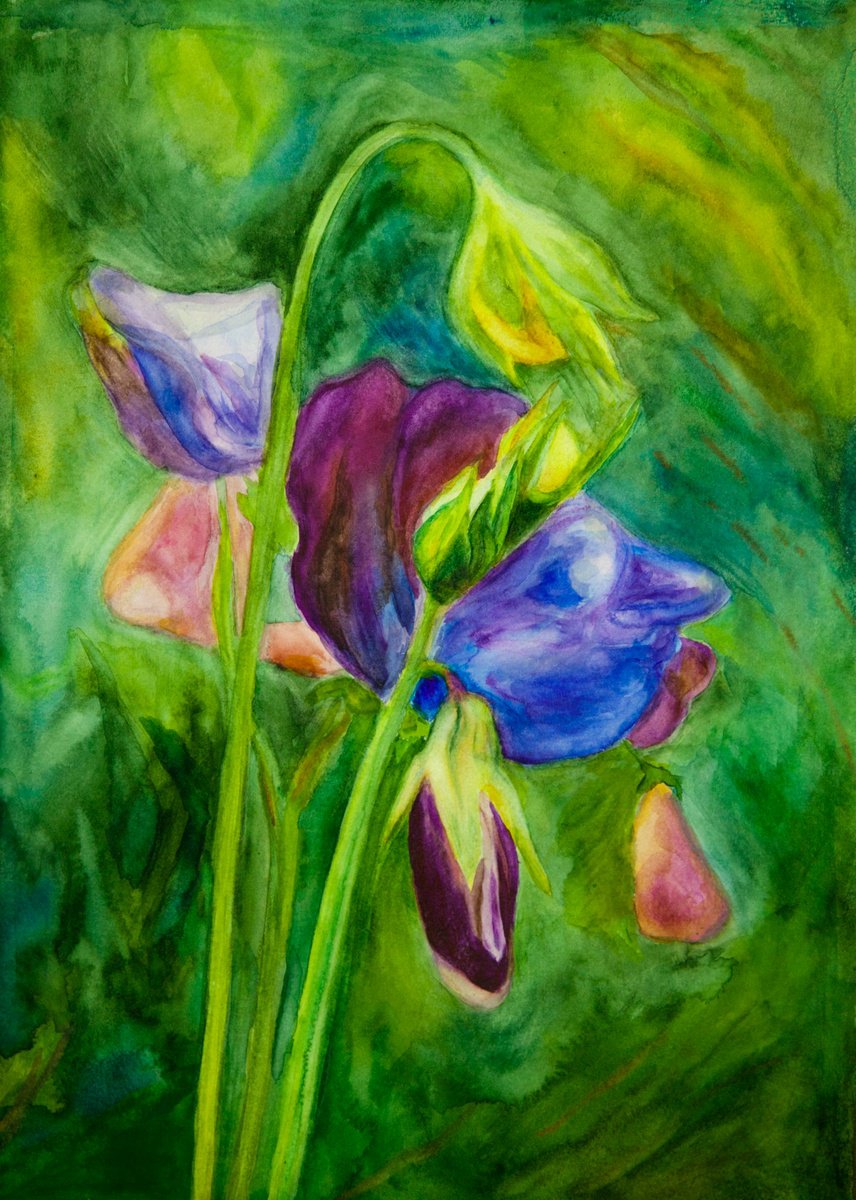Impressionistic Watercolour , Sweet Peas By Vera Klimova, 12 X 16, Artwork For Sale On Artfinder