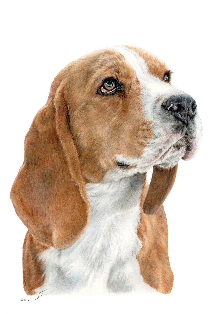 Photorealistic Pencil Drawing , Beagle By Annika Schmitt, 12 X 16, Artwork For Sale On Artfinder