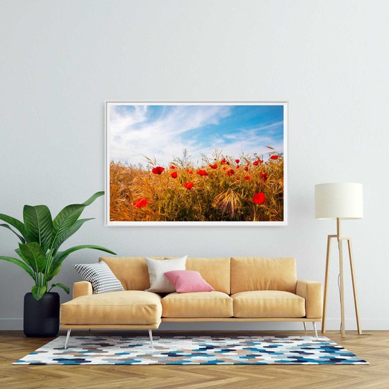 Poppy field