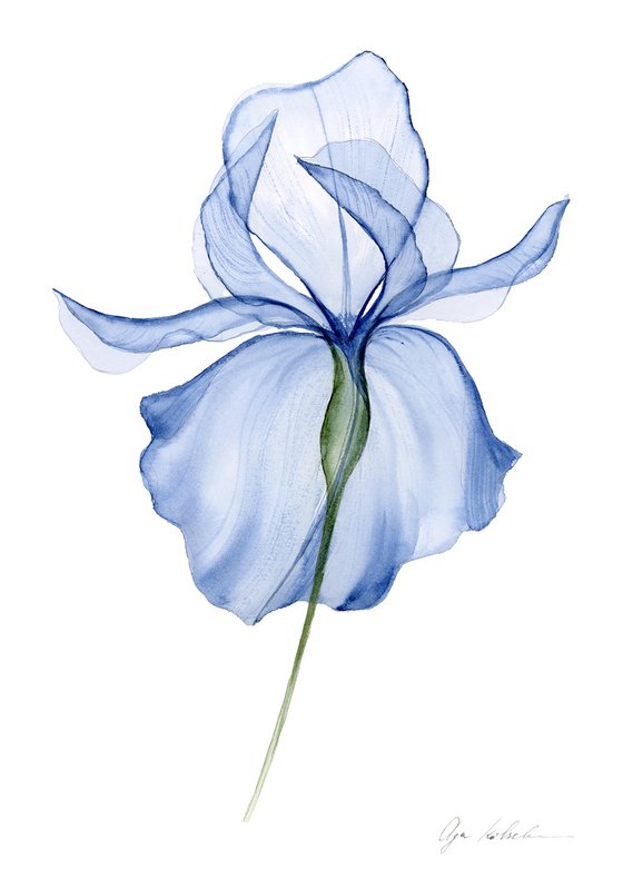 Transparent Blue Iris