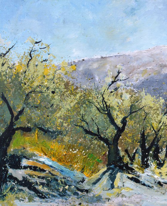 Olive trees in Provence   76