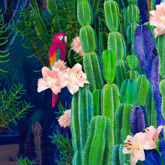Cactus Garden - Framed