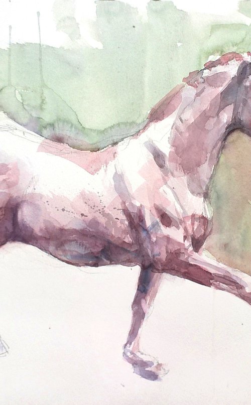 White horse by Goran Žigolić Watercolors