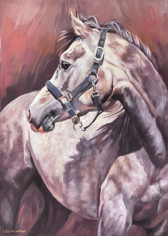 Looking Back - Grey Arab
