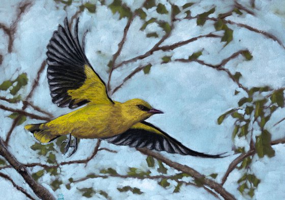 Original pastel drawing "Eurasian golden oriole"