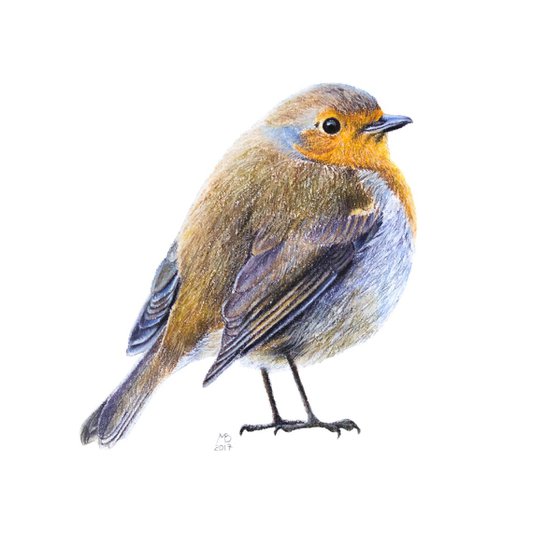 Original pastel drawing "European robin"