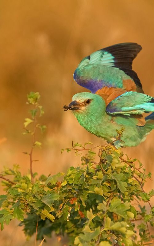 Birds | Coracias garrulus by Boris Belchev